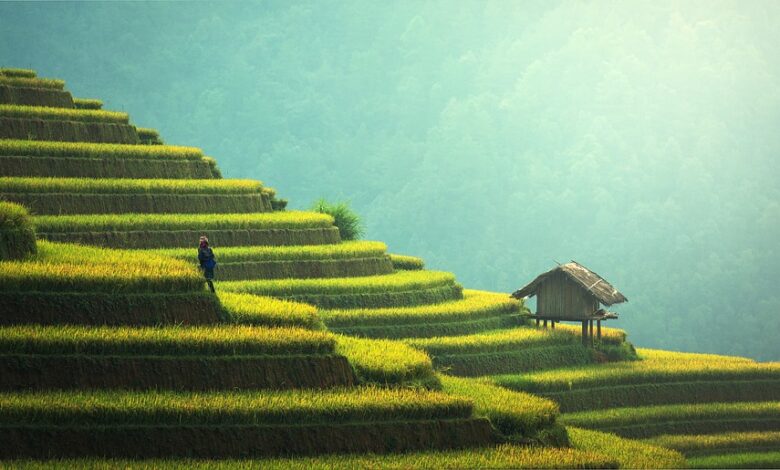 A agricultura mundial deve se tornar mais sustentável