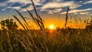 Agricultura Global e Armazenamento Frio