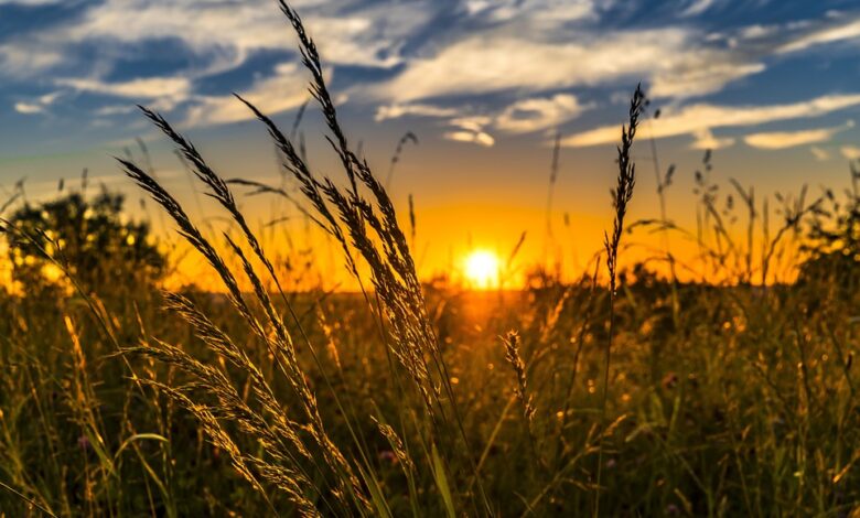 Agricultura Global e Armazenamento Frio