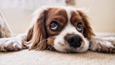 Como se livrar de pulgas em cães de maneira segura e natural