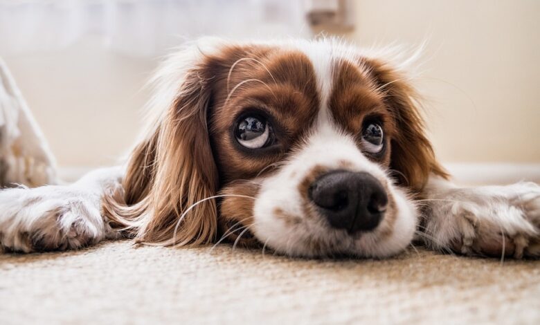 Como se livrar de pulgas em cães de maneira segura e natural