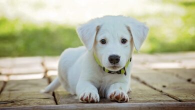 Os cães choram quando têm diarreia?