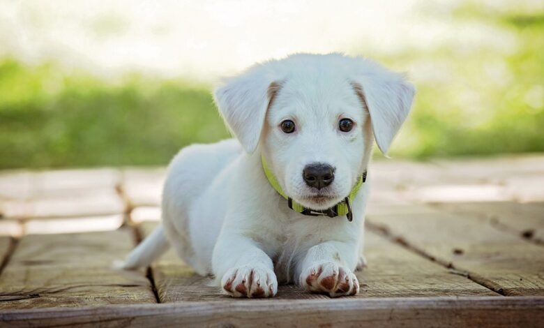 Os cães choram quando têm diarreia?