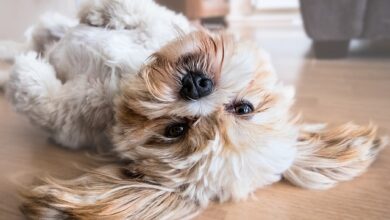 Olhos de Shih Tzu - tão bonitos, mas eles estão levando você às lágrimas?