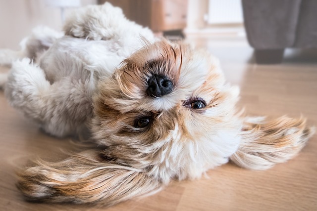 Olhos de Shih Tzu - tão bonitos, mas eles estão levando você às lágrimas?