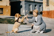 Prevenção e controle da ansiedade de separação em cães