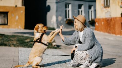 Prevenção e controle da ansiedade de separação em cães