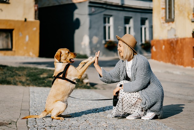 Prevenção e controle da ansiedade de separação em cães